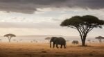Elephants under acacia trees in Tanzania savannah at sunset.